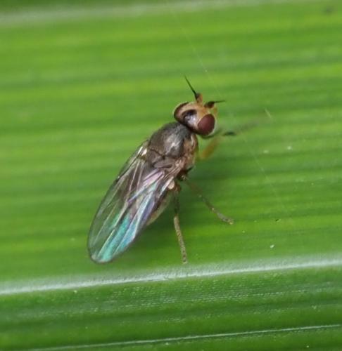 Elachiptera sp.